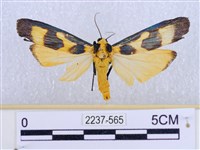 藏品(閃光苔蛾)的圖片