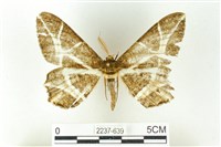 藏品(樹形尺蛾)的圖片