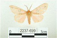 藏品(三條橙燈蛾)的圖片