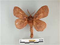 藏品(波紋枯葉蛾)的圖片