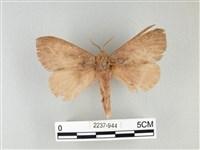 藏品(波紋枯葉蛾)的圖片