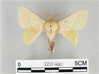 藏品(青枯葉蛾)的圖片