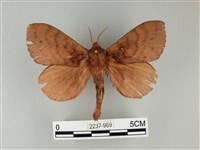 藏品(波紋枯葉蛾)的圖片