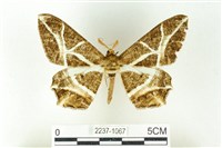 藏品(樹形尺蛾)的圖片