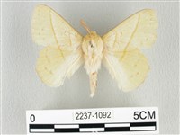 藏品(青枯葉蛾)的圖片