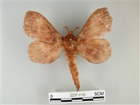 藏品(波紋枯葉蛾)的圖片