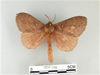 藏品(波紋枯葉蛾)的圖片