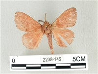 藏品(馬尾松枯葉蛾)的圖片