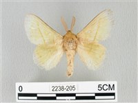 藏品(青枯葉蛾)的圖片