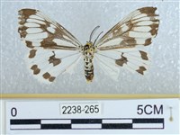 藏品(粉蝶燈蛾)的圖片