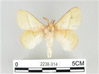 藏品(青枯葉蛾)的圖片