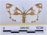 藏品(後凸蝶燈蛾)的圖片