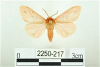 藏品(三條橙燈蛾)的圖片