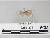 藏品(臺灣卵翅蛾)的圖片