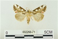 藏品(連珠波紋蛾)的圖片