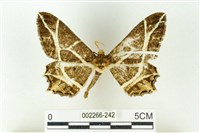 藏品(樹形尺蛾)的圖片