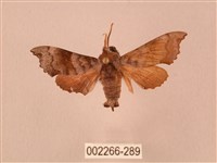 藏品(楓天蛾)的圖片