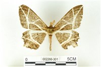 藏品(樹形尺蛾)的圖片