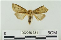 藏品(帶波紋蛾)的圖片