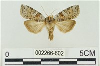 藏品(帶波紋蛾)的圖片