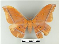 藏品(紅目天蠶蛾)的圖片