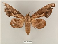 藏品(盾天蛾)的圖片