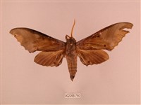 藏品(栗六點天蛾)的圖片