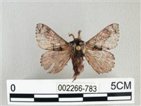 藏品(銀肩枯葉蛾)的圖片