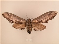 藏品(臺灣鋸翅天蛾)的圖片