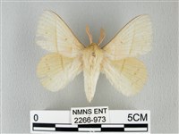 藏品(青枯葉蛾)的圖片