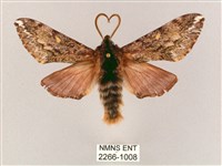 藏品(井上氏絨毛天蛾)的圖片