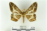 藏品(樹形尺蛾)的圖片