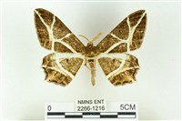 藏品(樹形尺蛾)的圖片