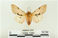 藏品(棍棒污燈蛾)的圖片