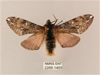 藏品(井上氏絨毛天蛾)的圖片