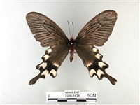 藏品(長尾麝鳳蝶)的圖片