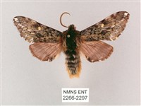 藏品(井上氏絨毛天蛾)的圖片