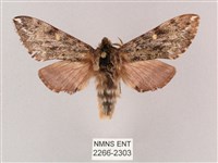 藏品(井上氏絨毛天蛾)的圖片