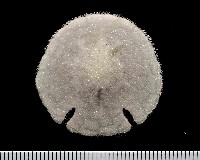 藏品(裂邊毛餅海膽)的圖片