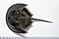 藏品(中國鱟(三刺鱟))的圖片