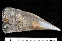 藏品(尖角江珧蛤)的圖片