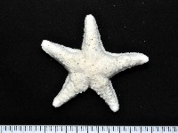 藏品(花冠海燕)的圖片