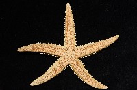 藏品(飛白楓海星)的圖片