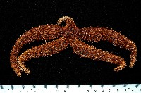 藏品(厚皮(赤麗)棘海星)的圖片