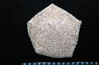 藏品(麵包海星(饅頭海星))的圖片