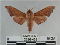 藏品(單齒天蛾)的圖片