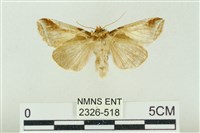 藏品(印華波紋蛾)的圖片