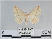 藏品(澄線尺蛾)的圖片