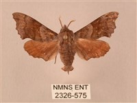 藏品(楓天蛾)的圖片