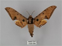 藏品(裂斑鷹翅天蛾)的圖片